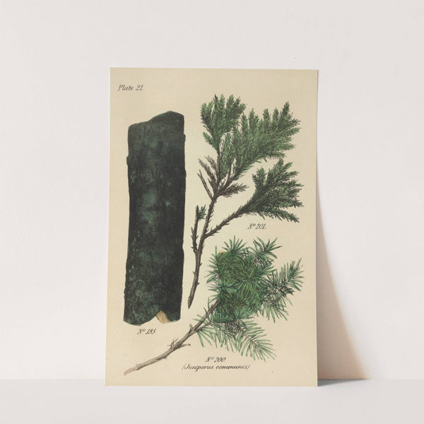 A Manual of Vegetable Materia Medica Pl.10 by George Sampson Valentine Wills