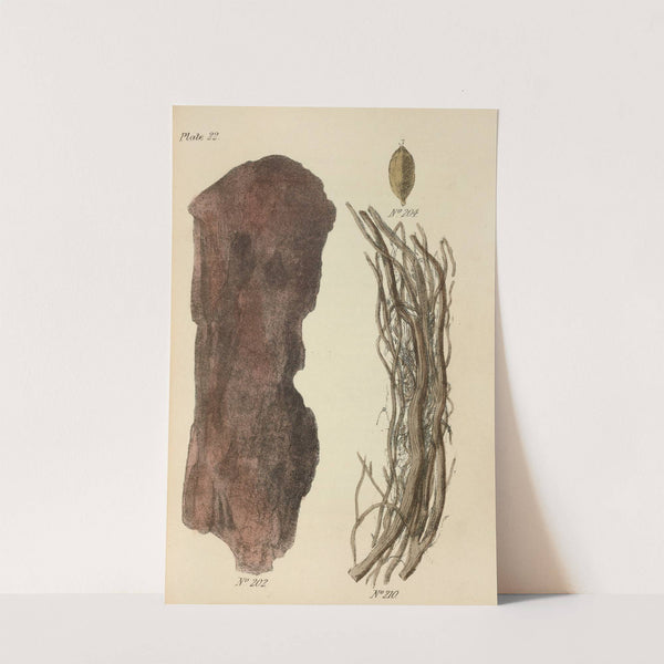 A Manual of Vegetable Materia Medica Pl.11 by George Sampson Valentine Wills