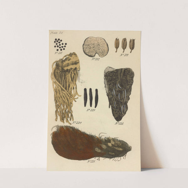 A Manual of Vegetable Materia Medica Pl.12 by George Sampson Valentine Wills