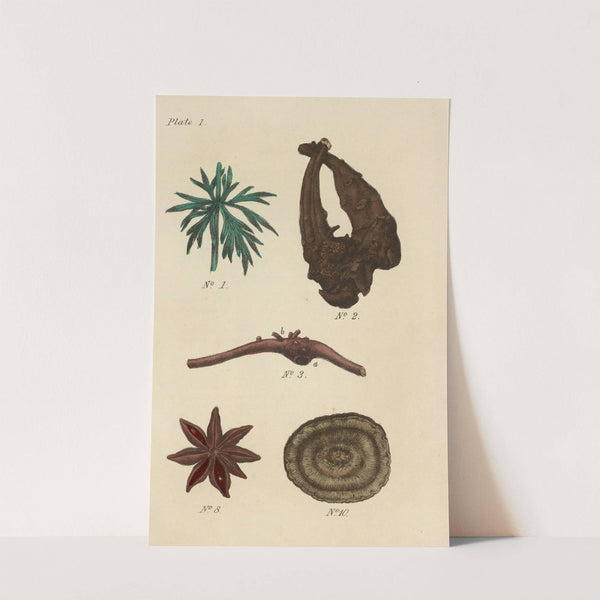 A Manual of Vegetable Materia Medica Pl.13 by George Sampson Valentine Wills