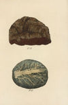 A Manual of Vegetable Materia Medica Pl.15