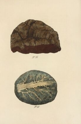 A Manual of Vegetable Materia Medica Pl.15
