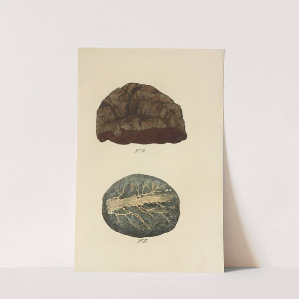 A Manual of Vegetable Materia Medica Pl.15 by George Sampson Valentine Wills