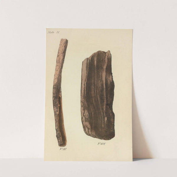 A Manual of Vegetable Materia Medica Pl.17 by George Sampson Valentine Wills