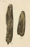 A Manual of Vegetable Materia Medica Pl.18