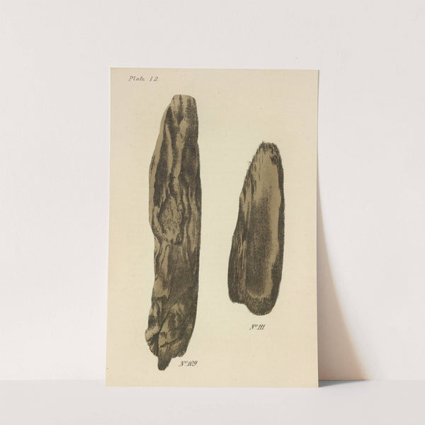 A Manual of Vegetable Materia Medica Pl.18 by George Sampson Valentine Wills