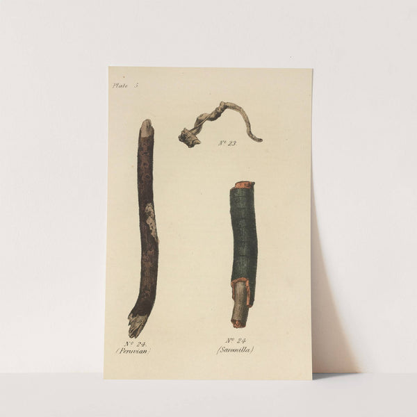 A Manual of Vegetable Materia Medica Pl.19 by George Sampson Valentine Wills