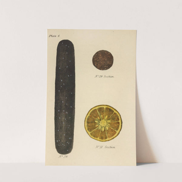 A Manual of Vegetable Materia Medica Pl.20 by George Sampson Valentine Wills