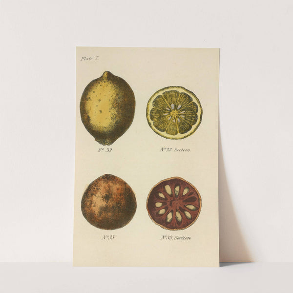 A Manual of Vegetable Materia Medica Pl.21 by George Sampson Valentine Wills