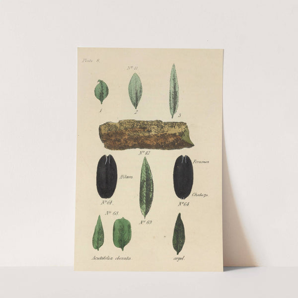 A Manual of Vegetable Materia Medica Pl.22 by George Sampson Valentine Wills