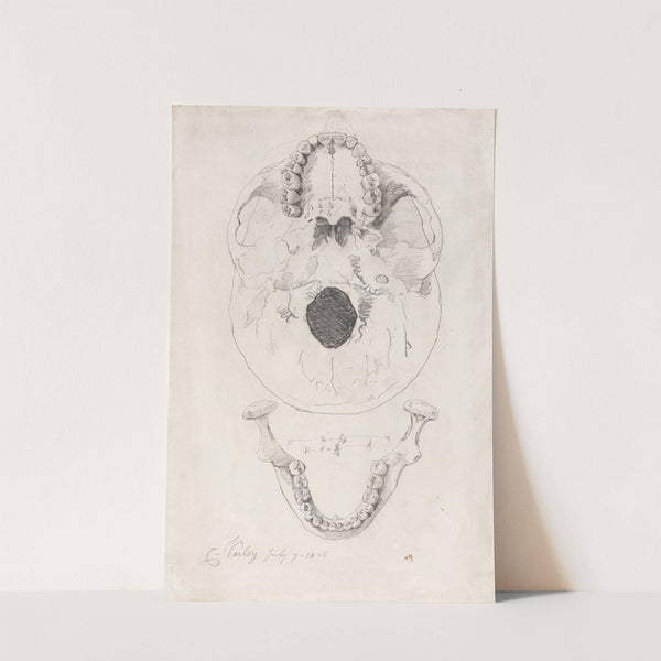 A measured drawing of a skull (1826) by Cornelius Varley