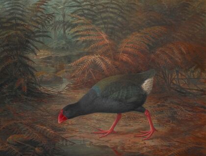 A moho takahe (Notornis mantelli)