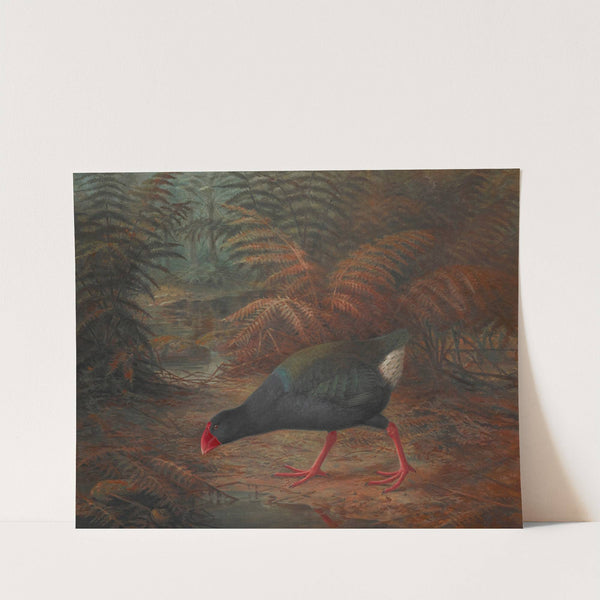 A moho takahe (Notornis mantelli) (1902) by John Gerrard Keulemans