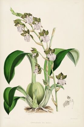 A monograph of Odontoglossum Pl.01