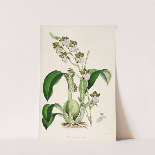 A monograph of Odontoglossum Pl.01 (1874) by James Bateman