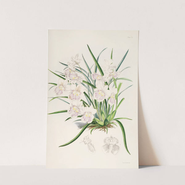 A monograph of Odontoglossum Pl.02 (1874) by James Bateman