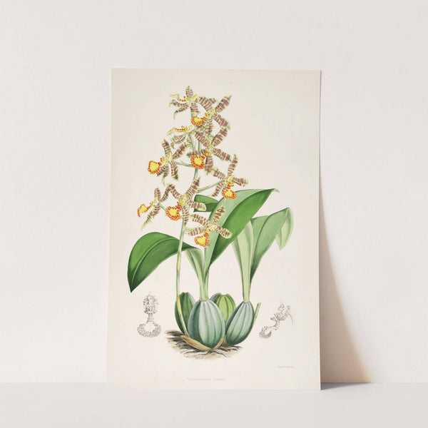 A monograph of Odontoglossum Pl.03 (1874) by James Bateman