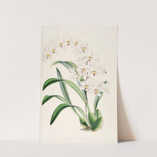 A monograph of Odontoglossum Pl.04 (1874) by James Bateman