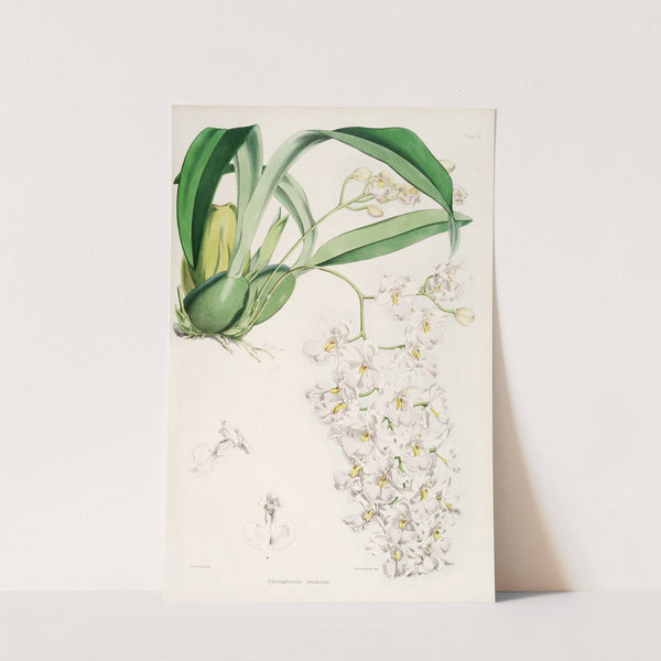 A monograph of Odontoglossum Pl.05 (1874) by James Bateman