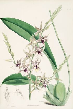A monograph of Odontoglossum Pl.06
