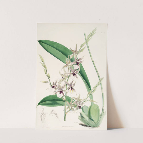 A monograph of Odontoglossum Pl.06 (1874) by James Bateman