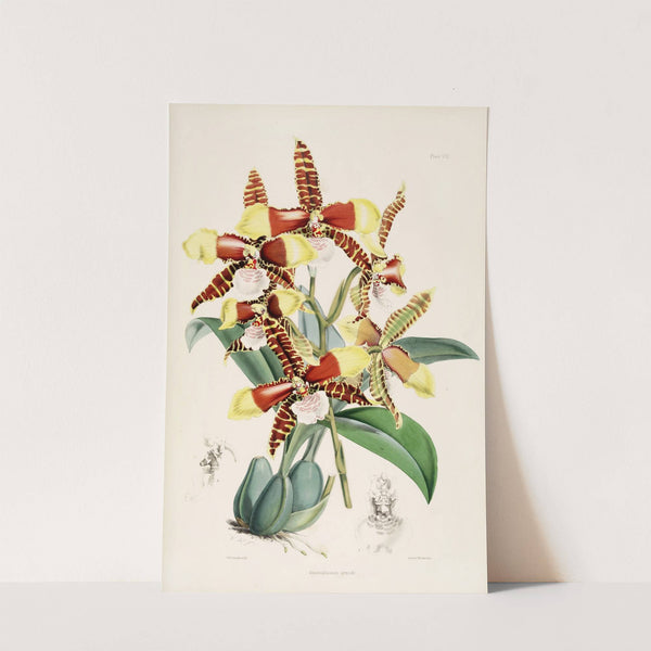 A monograph of Odontoglossum Pl.07 (1874) by James Bateman