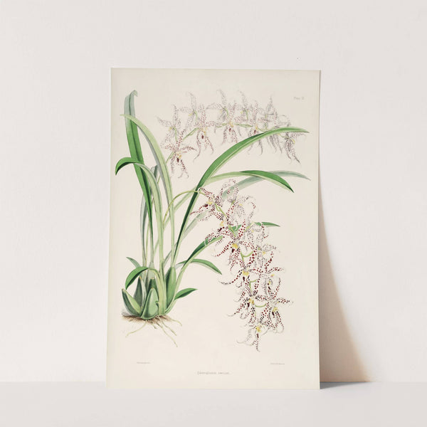 A monograph of Odontoglossum Pl.08 (1874) by James Bateman