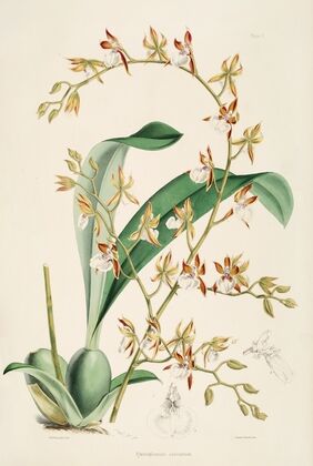 A monograph of Odontoglossum Pl.09