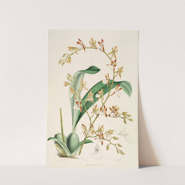 A monograph of Odontoglossum Pl.09 (1874) by James Bateman