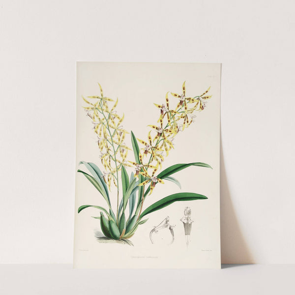 A monograph of Odontoglossum Pl.10 (1874) by James Bateman