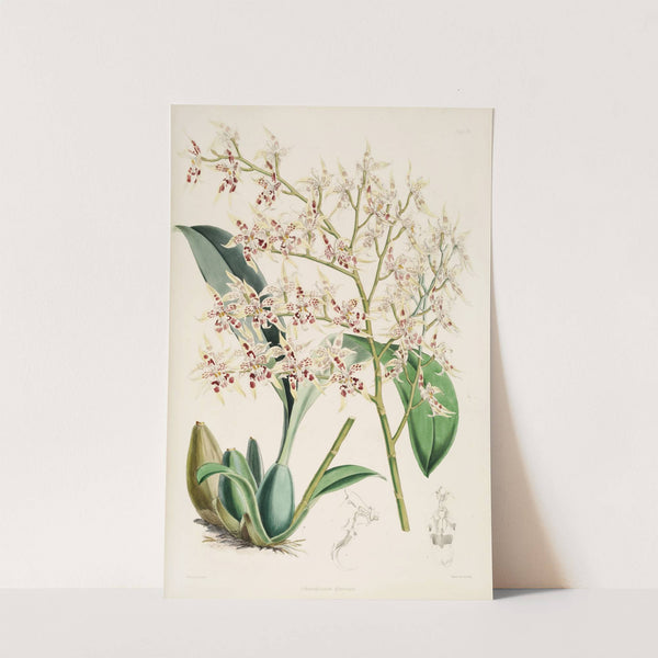 A monograph of Odontoglossum Pl.11 (1874) by James Bateman