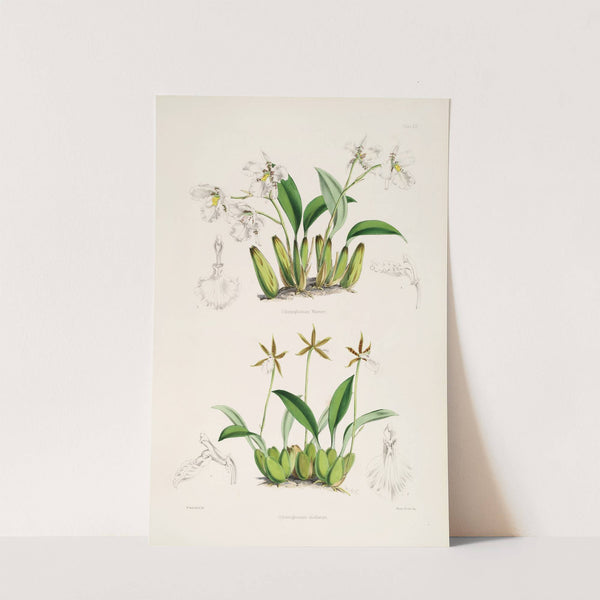 A monograph of Odontoglossum Pl.12 (1874) by James Bateman