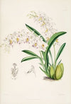 A monograph of Odontoglossum Pl.13