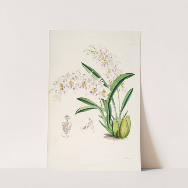 A monograph of Odontoglossum Pl.13 (1874) by James Bateman