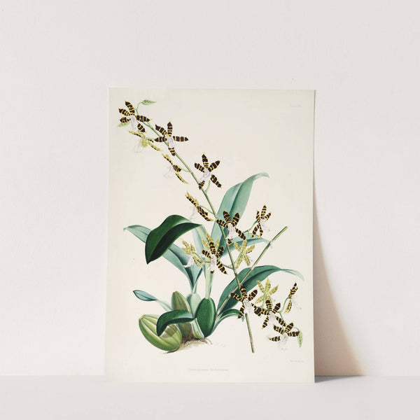 A monograph of Odontoglossum Pl.14 (1874) by James Bateman