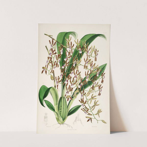 A monograph of Odontoglossum Pl.15 (1874) by James Bateman