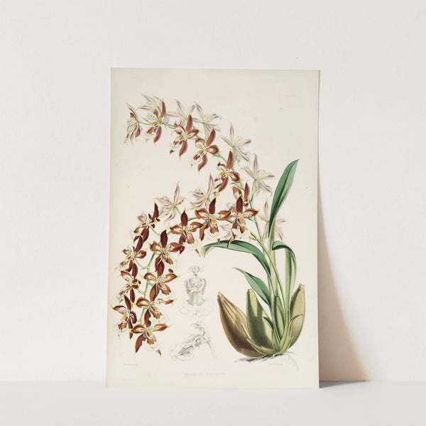 A monograph of Odontoglossum Pl.16 (1874) by James Bateman