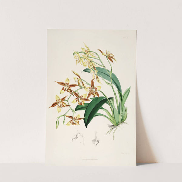 A monograph of Odontoglossum Pl.19 (1874) by James Bateman