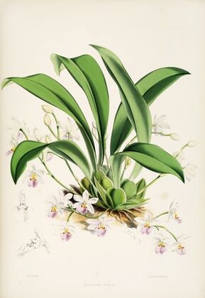 A monograph of Odontoglossum Pl.23 — size preview