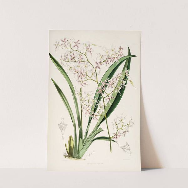 A monograph of Odontoglossum Pl.25 (1874) by James Bateman