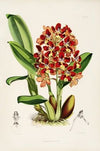 A monograph of Odontoglossum Pl.26