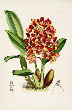 A monograph of Odontoglossum Pl.26