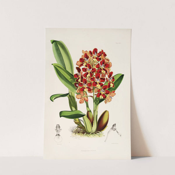 A monograph of Odontoglossum Pl.26 (1874) by James Bateman