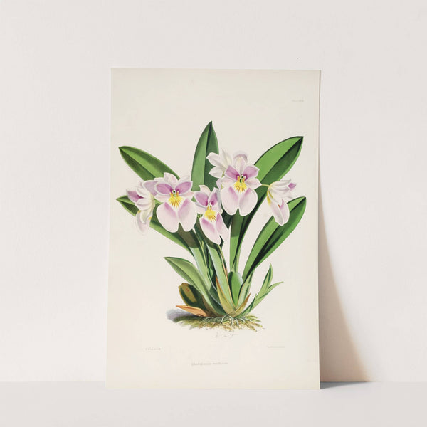 A monograph of Odontoglossum Pl.28 (1874) by James Bateman