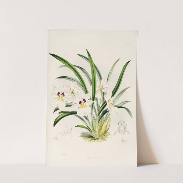 A monograph of Odontoglossum Pl.29 (1874) by James Bateman