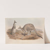 A monograph of the Macropodidae, or family of kangaroos Pl.01 by John Gould