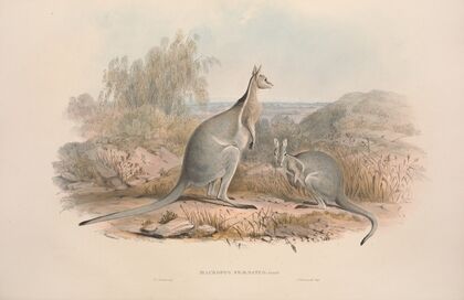 A monograph of the Macropodidae, or family of kangaroos Pl.03