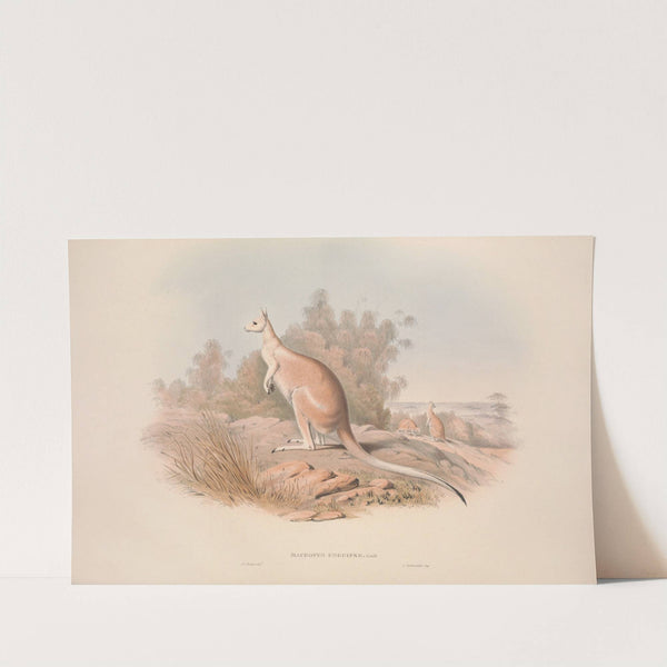 A monograph of the Macropodidae, or family of kangaroos Pl.04 by John Gould