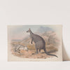 A monograph of the Macropodidae, or family of kangaroos Pl.05 by John Gould
