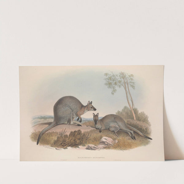 A monograph of the Macropodidae, or family of kangaroos Pl.07 by John Gould